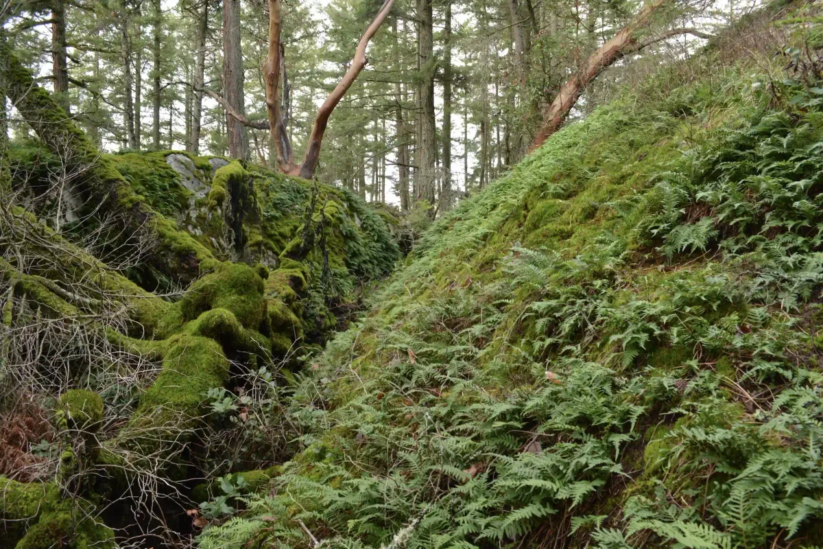 A photo of ferns in the woods.